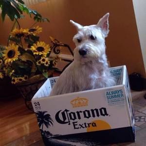 Meet your Posher, Domenico e filomena